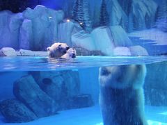 -上海海昌海洋公园-冰山北极馆