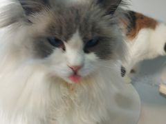 -喵的天空名猫咖啡馆·撸猫·猫舍·用品