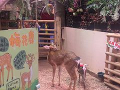 -正佳雨林生态植物园
