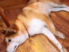 -柴务处·柴犬主题狗咖