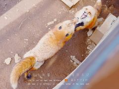 -宫城藏王狐狸村