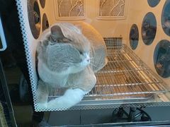 -老吴的猫·猫舍(新区店)