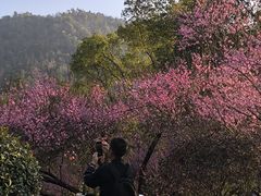 -桃花岭景区