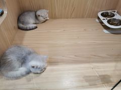 -屋虎猫馆(宝安大仟里店)