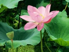 -渔娘蟹庄(阳澄湖莲花岛店)