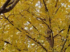 -高庙村(地铁站)