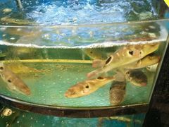 -莆鑫海鲜城(浏河店)