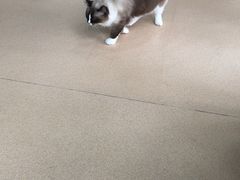 -伟伟宠物医院·瑞派猫友好医院·猫科(光谷店)