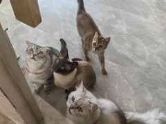-猫力发电所·宠物专门店