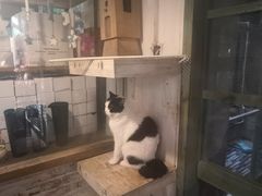 -猫咪博物馆(顶澳仔猫街店)