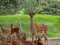 -北京野生动物园