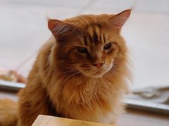 -藏猫猫咖啡主题馆(中央大道店)