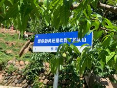 -桃源山庄·水蜜桃采摘·柴火鸡·烧烤团建(龙泉山店)