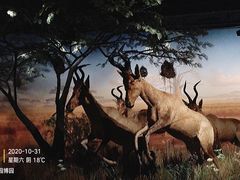 -武汉园博园(武汉自然博物馆)