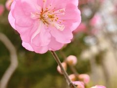 -群力丁香公园