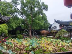 -上海醉白池公园