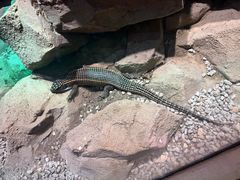 -帕帕拉兹宠物(亚洲旗舰店)