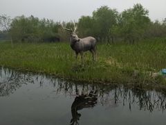 -溱湖国家湿地公园
