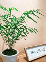 点击看大图 -御品•瑶浴养生SPA
