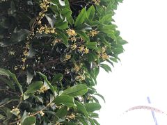 -陈家山荷花公园