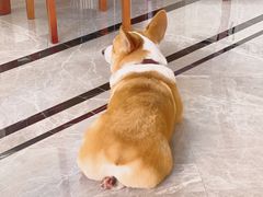-BABYDOG宝贝狗宠物乐园(欧洲城店)