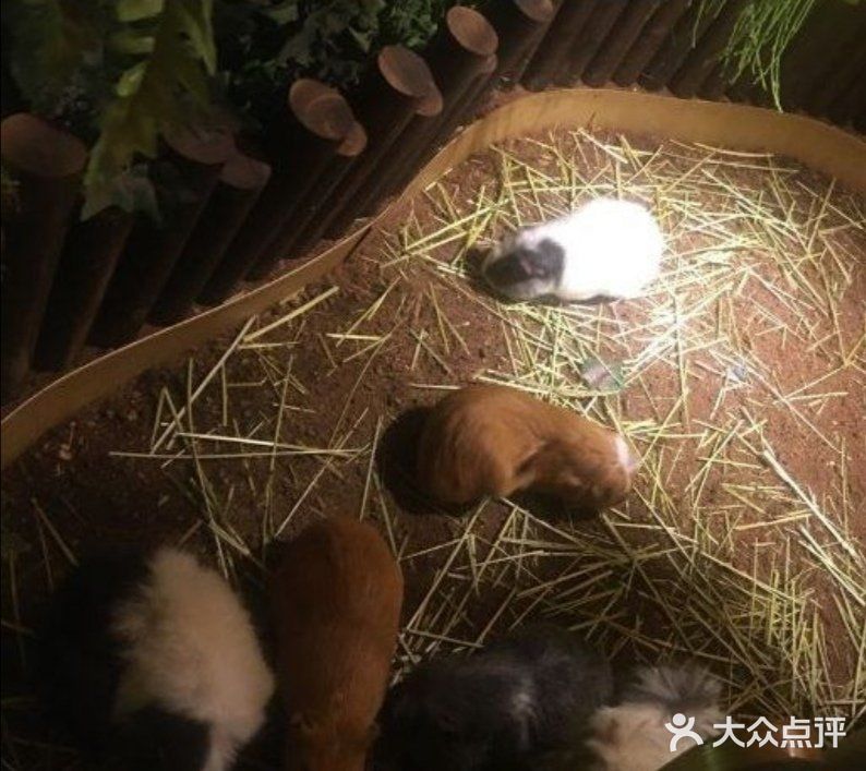 六一带宝宝必打卡去处‖宠物主题亲子体验馆