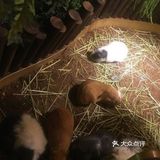 六一带宝宝必打卡去处‖宠物主题亲子体验馆