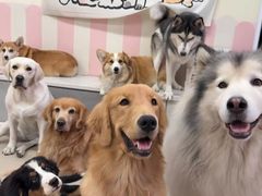 -汪说·狗咖·拼豆·宠物周边DIY(旺城大厦店)
