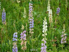 -米果果小镇