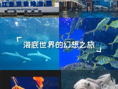 -西安曲江海洋极地公园