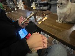 -猫猫幼稚园·撸猫·桌游·电玩