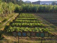 -乌村