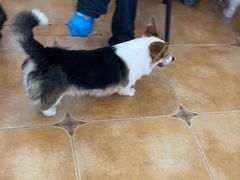 -Let's go狗咖·猫咖·奶狗·桌游(春熙路IFS店)