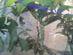 -上海大自然野生昆虫馆(东方明珠·爬宠昆虫探索中心)