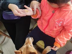 -柴犬高等学院·狗咖·柴犬售卖·宠物训练
