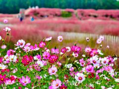 -嘉北郊野公园