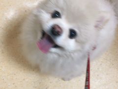 -瑞派宠物医院·24小时骨科·心脏·核磁(哈尔滨南岗店)