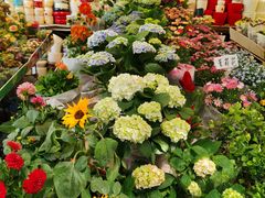 -曲阳花鸟市场(曲阳路店)