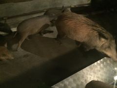 -清迈夜间动物园