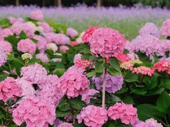 -上海滨江森林公园