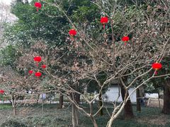 -上海佘山国家森林公园天马山园