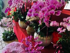 -龙大花卉苗木市场