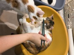 -平行世界·猫咖(首经贸店)