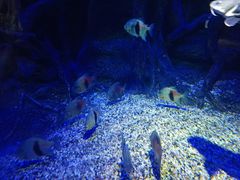 -江和美海洋公园