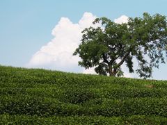 -龙坞茶村
