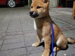 -佳雯宠物医院(金华南路分院)