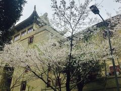 -武汉大学-樱园