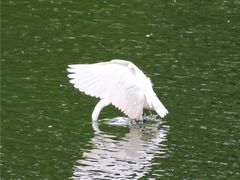 -重庆彩云湖湿地公园