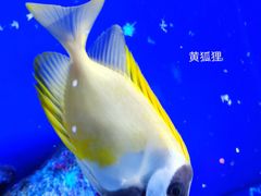 -上海海洋水族馆