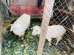 -小鱼草莓采摘园农家乐·小鱼餐厅
